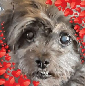 Meet your Posher, Diane